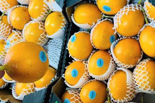 Sính ngoại, nhà giàu đổ xô mua chanh leo vàng đắt gấp 20-30 lần chanh nội địa