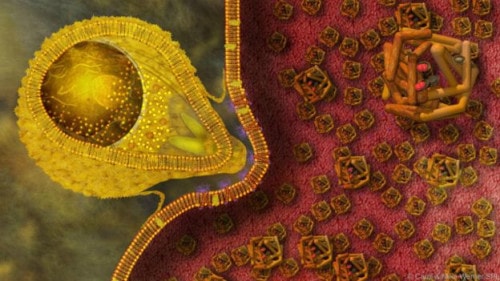 Phát hiện mới về căn bệnh "nhảy" từ khỉ đột Gorilla sang người