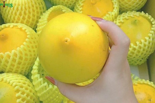 Bí mật chưa từng biết về trái vú sữa hoàng kim có giá cả triệu đồng/kg