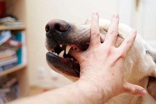 Cụ bà 80 tuổi bị chó dại cắn tử vong