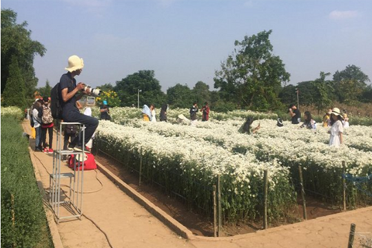 Ảnh: Chủ vườn dễ dàng "hốt" bạc triệu mỗi ngày, dù cúc họa mi chưa nở
