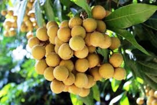 Hóc hạt nhãn, bé trai 2 tuổi tử vong thương tâm