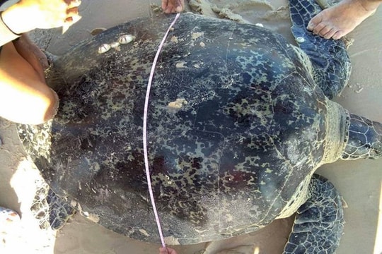 Thả cá thể rùa nặng 100kg mắc lưới ngư dân về môi trường biển