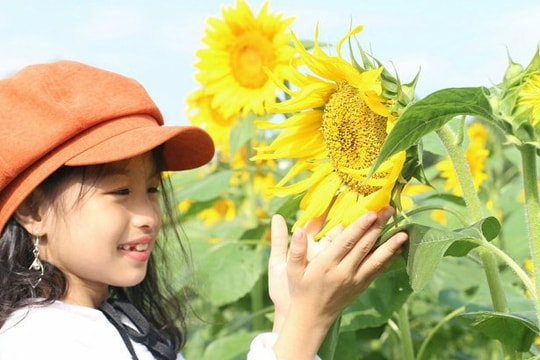 Ảnh: Cánh đồng hoa hướng dương khoe sắc vàng giữa lòng xứ Quảng