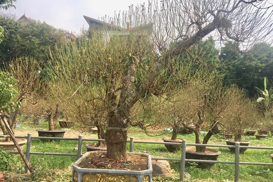 Ảnh: Đào Tết, bưởi cảnh "xuống phố" sớm trước Tết 2 tháng