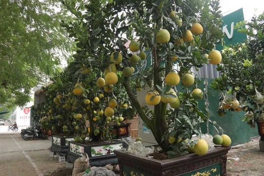 Ảnh: Bưởi cảnh, đào đua nhau "xuống phố" sớm đón Tết
