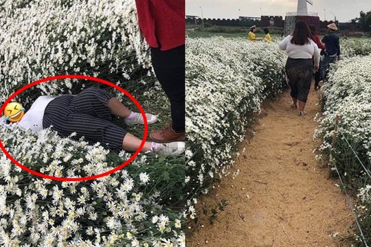 Hình ảnh cô gái nằm đè bẹp hàng loạt cây hoa cúc họa mi gây bức xúc MXH