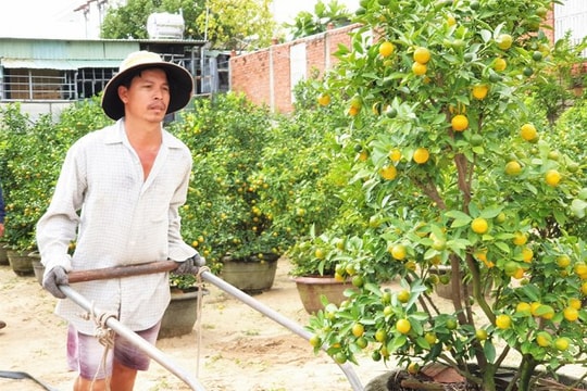 Ảnh: "Thủ phủ" quất cảnh miền Trung hứa hẹn đón vụ Tết bội thu