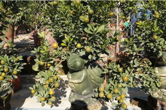 Ảnh: Hàng nghìn cây quất "chuột vàng cõng quất cảnh" chuẩn bị đón Tết