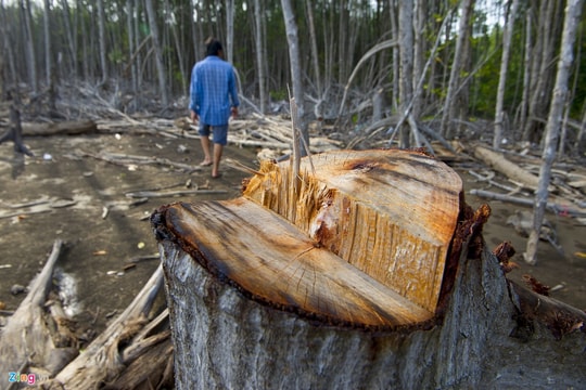 Ảnh: Rừng phòng hộ Cà Mau trước nguy cơ bị xóa sổ do sạt lở và lâm tặc tấn công