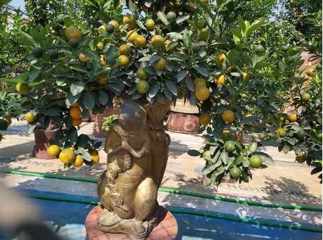 "Chuột cõng quất" đón Tết Canh Tý giá tiền triệu