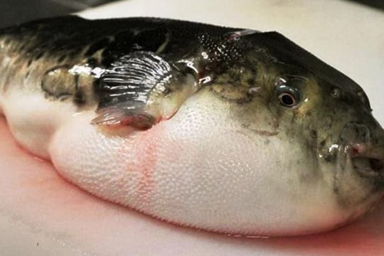 Ngộ độc cá nóc, 6 người ở Quảng Ngãi nhập viện khẩn cấp