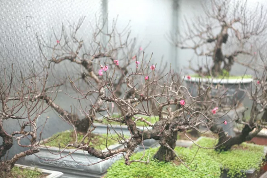 Ảnh: Ngắm đào "tiến vua" đếm hoa ra tiền bắt đầu khoe sắc