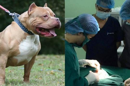 Bị chó Pitbull tấn công, bé trai 4 tuổi cùng mẹ nhập viện trong tình trạng nguy kịch