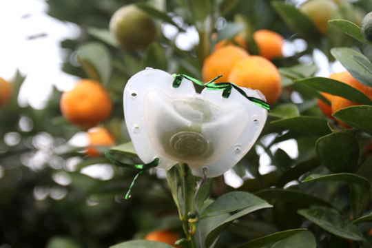 Ảnh: Độc đáo quất bonsai có quả hình 'đĩnh vàng' để chơi Tết Canh Tý