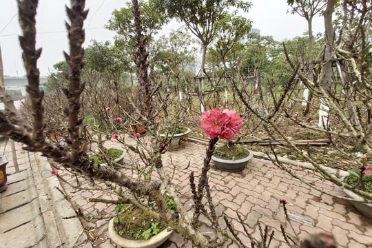 Ảnh: Đào Thất Thốn cổ Sapa ồ ạt xuống phố Hà Nội chờ đại gia rước về chơi Tết