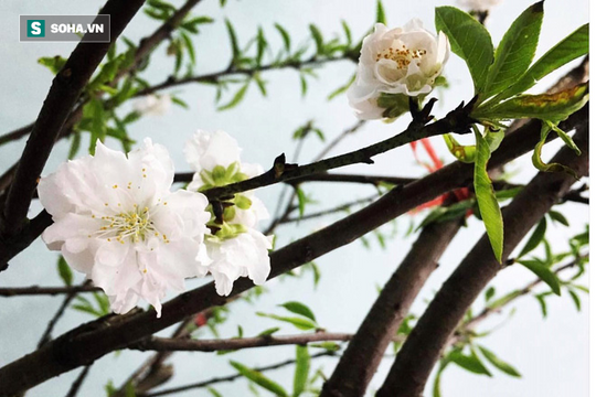 Chưa nở hoa, cây bạch đào lâu năm tại Nhật Tân vẫn được trả giá thuê 40 triệu đồng