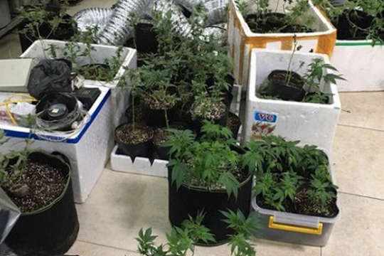 Ảnh: Cận cảnh "khu vườn bí mật" trồng cần sa giữa Hà Nội