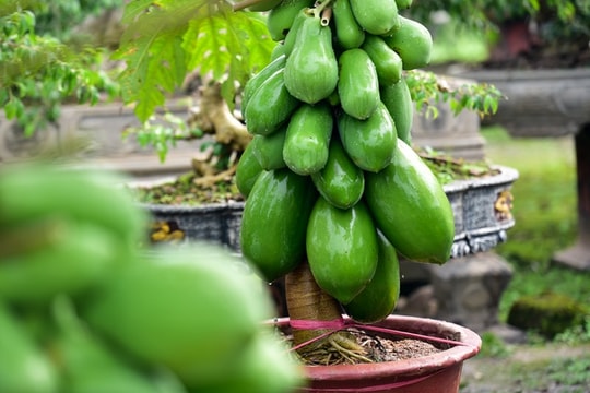 Ảnh: Đu đủ bonsai siêu độc được săn lùng chơi Tết Canh Tý 2020