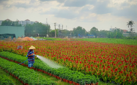 Ảnh: Làng hoa TP Hồ Chí Minh tất bật với vụ hoa Tết Canh Tý 2020