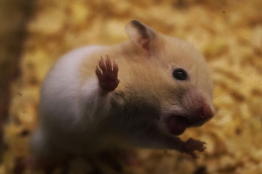 Chuột Hamster bất ngờ được săn lùng ráo riết trước thềm Tết Canh Tý