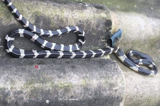 Bé trai hơn 20 ngày tuổi bị rắn bò lên giường cắn tử vong