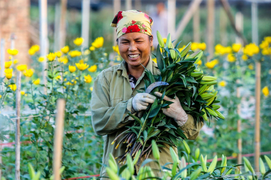 Người dân làng hoa Tây Tựu tất bật vào mùa phục vụ Tết