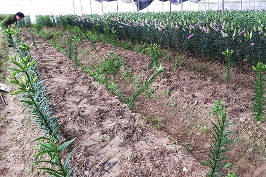 Trộm đột nhập nhổ hơn 1.400 gốc hoa ly sắp nở phục vụ Tết