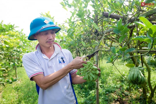 Ảnh: Mục sở thị vườn phật thủ giá bạc tỷ tại Hà Nội