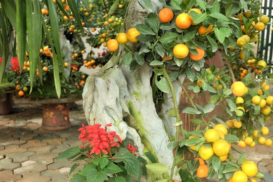 Quất cảnh bám đá phong thủy chơi Tết giá 4 triệu đồng/bình vẫn đắt khách