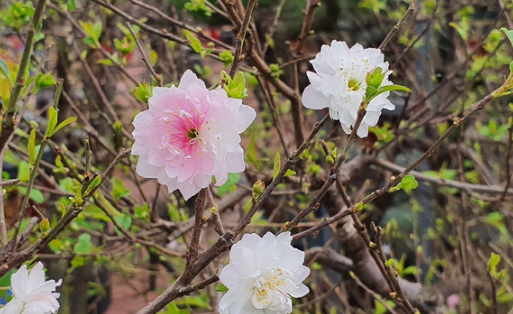 Nhất chi mai to đắt tiền, dân sành Hà thành mua cây nhỏ để bàn chơi Tết