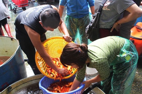 Cá chép cúng ông Công ông Táo: Hàng về nhiều, giá giảm nhẹ