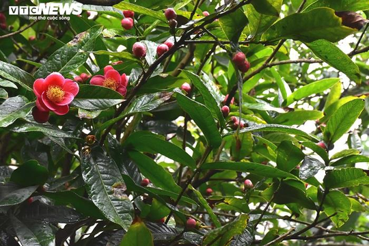 Ảnh: Chiêm ngưỡng vẻ đẹp cây hải đường hơn 100 tuổi ở thành phố Cảng