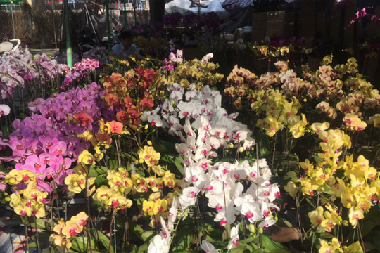 Lan hồ điệp hàng chục triệu đồng/chậu nhưng không đủ bán