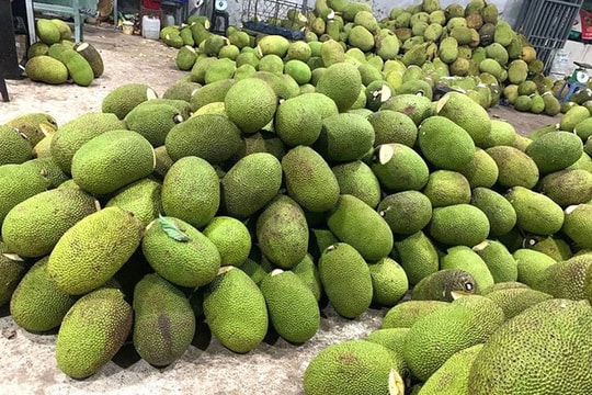 Giá mít Thái đang giảm mạnh vì Trung Quốc ngừng mua