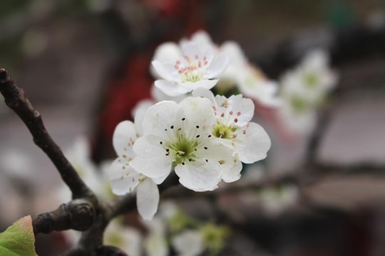 Dân Hà Nội mạnh tay chi tiền triệu mua hoa lê rừng