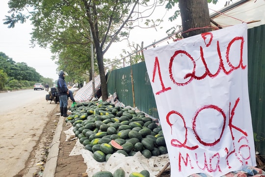 Mưa lạnh kéo dài, thương bán xả hàng dưa hấu đồng giá 20.000 đồng/quả