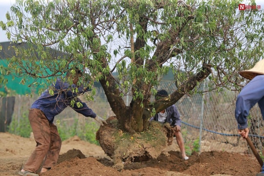 Ảnh: Làng đào Nhật Tân tất bật sau Tết
