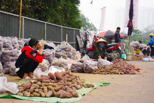 Khoai lang Nhật giá rẻ ngổn ngang trên vỉa hè Hà Nội, chờ khách 'giải cứu'