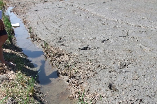 Tạm giữ người đàn ông gài bẫy điện năn chuột khiến hàng xóm tử vong