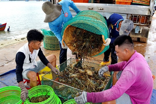 “Giải cứu” tôm hùm ở Phú Yên với giá 200.000đồng/kg là tin đồn thất thiệt