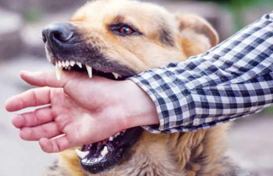 Nữ sinh lớp 10 bị phát bệnh dại rồi tử vong thương tâm