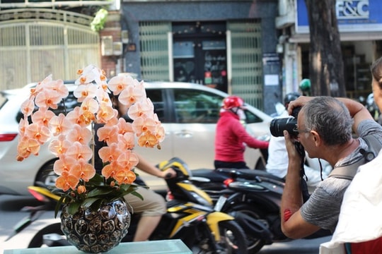 Lan hồ điệp nhuộm màu "độc" lần đầu tiên xuất hiện trên thị trường dịp 8/3
