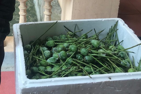 Bắt giữ 2 nam thanh niên vận chuyển trái phép 45kg quả thuốc phiện tươi