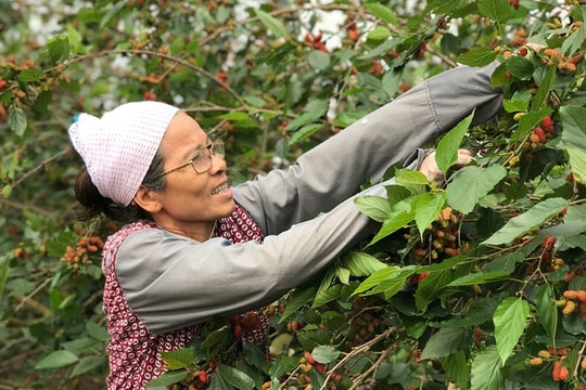 Người dân Hà Nội phấn khởi thu về bạc triệu từ quả dâu tằm