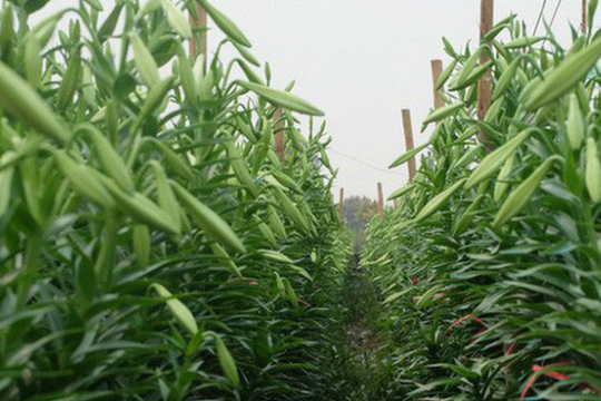 Hoa loa kèn xuống phố, giá rẻ bất ngờ nhưng vắng bóng người mua