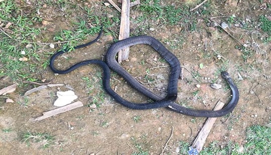 Một người dân bị rắn hổ mang cắn tử vong khi đi phát keo