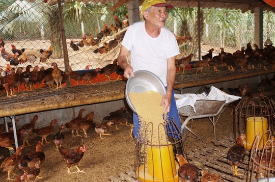 Người dân “điêu đứng” vì giá gà thịt giảm mạnh