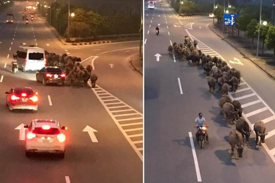 Clip: Người đàn ông ung dung dẫn đàn trâu đi ngược chiều trên đường cao tốc