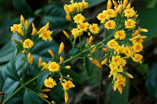 Hai nữ sinh rủ nhau ăn lá ngón tự tử, 1 người tử vong